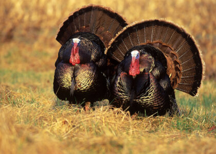 Can Turkeys Fly? Know Your Turkey Trivia! Image